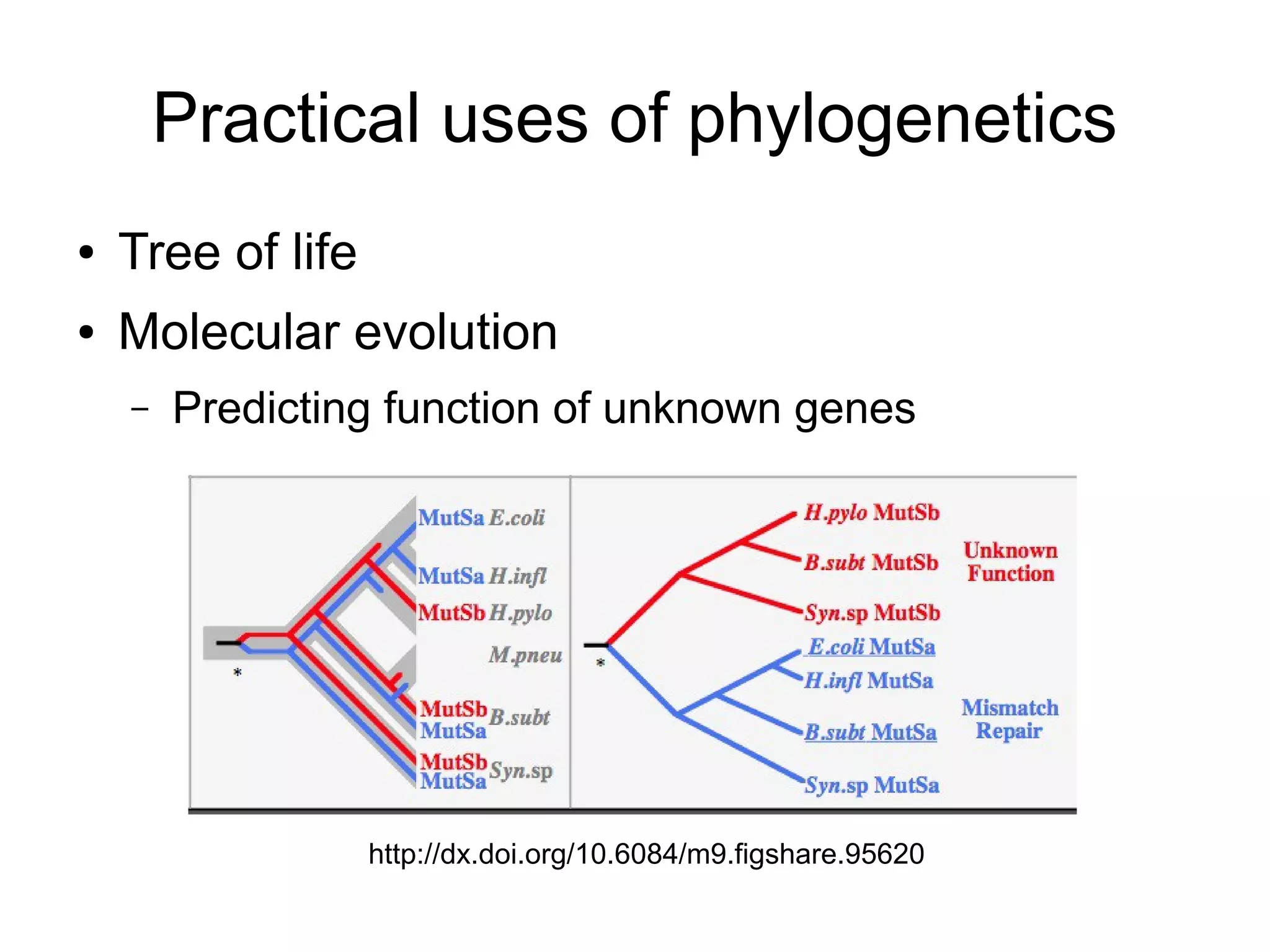Practical uses of phylogenetics
●   Tree of life
●   Molecular evolution
    –   Predicting function of unknown genes




                   http://dx.doi.org/10.6084/m9.figshare.95620
 