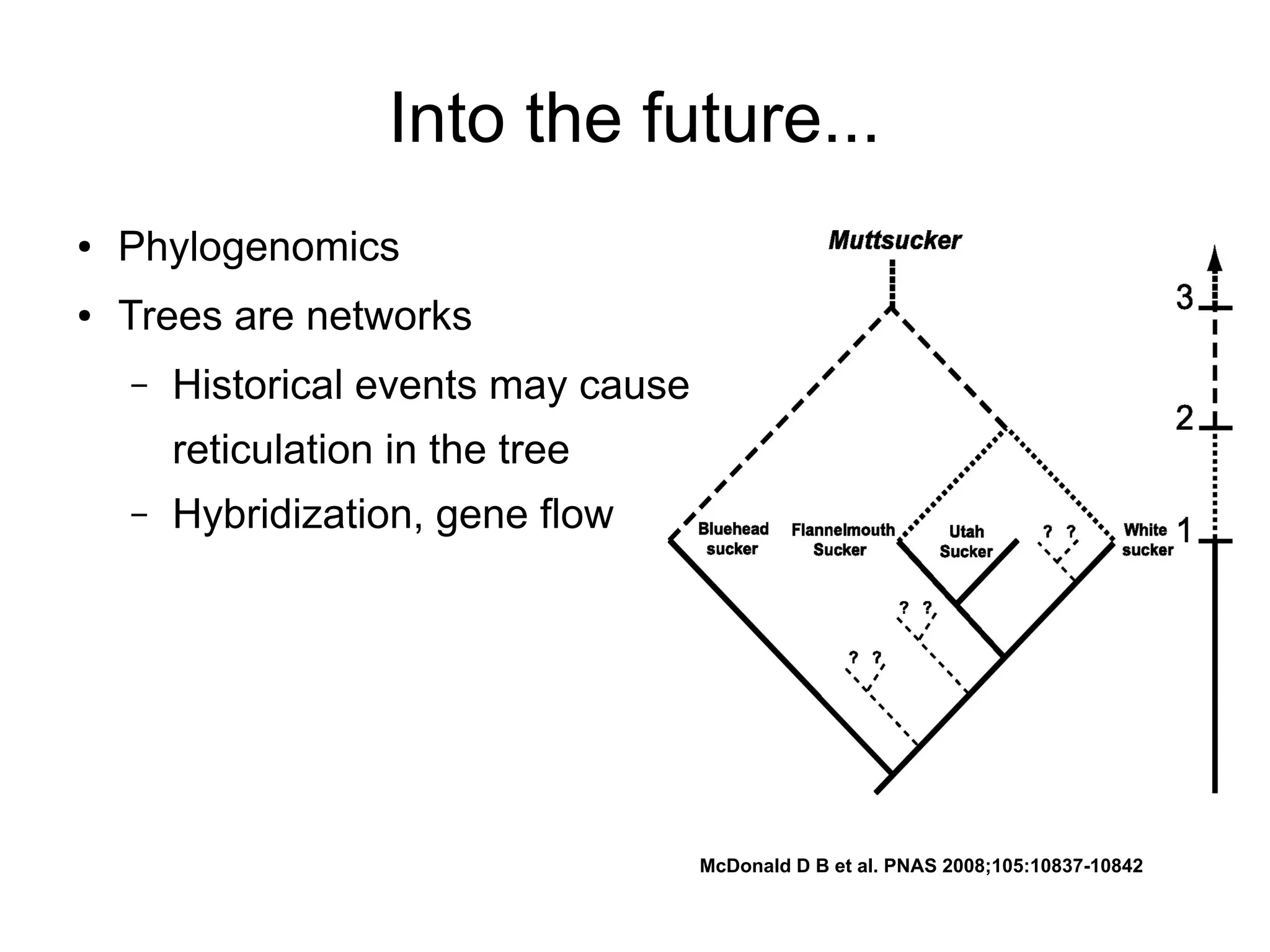Into the future...
●   Phylogenomics
●   Trees are networks
    –   Historical events may cause
        reticulation in the tree
    –   Hybridization, gene flow




                                      McDonald D B et al. PNAS 2008;105:10837-10842
 