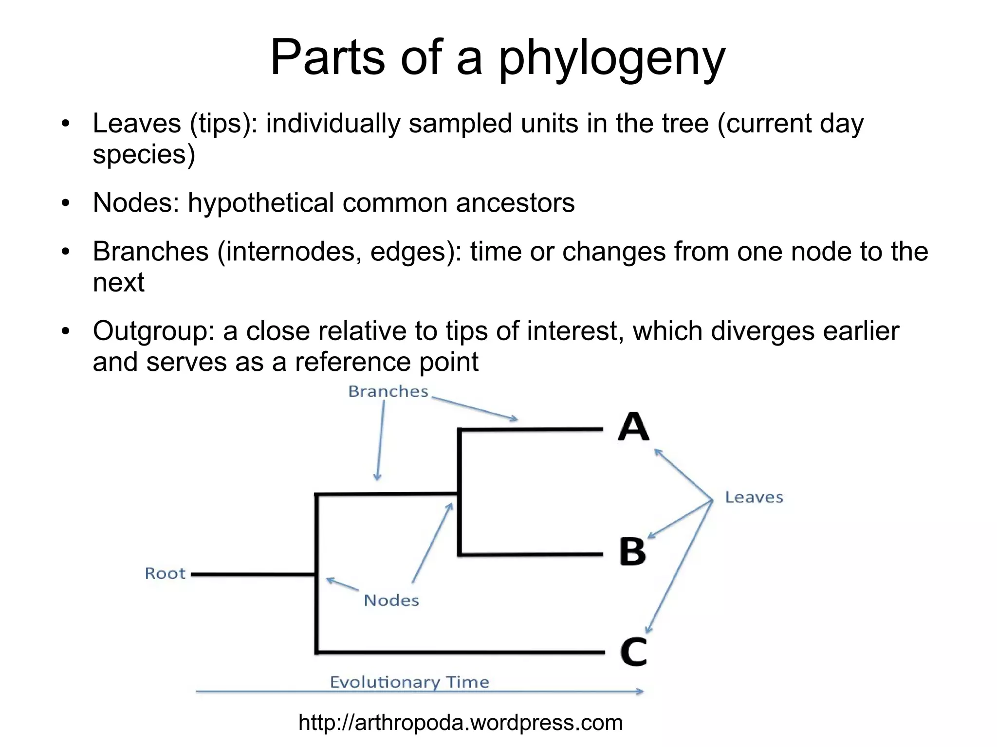 Parts of a phylogeny
●   Leaves (tips): individually sampled units in the tree (current day
    species)
●   Nodes: hypothetical common ancestors
●   Branches (internodes, edges): time or changes from one node to the
    next
●   Outgroup: a close relative to tips of interest, which diverges earlier
    and serves as a reference point




                     http://arthropoda.wordpress.com
 