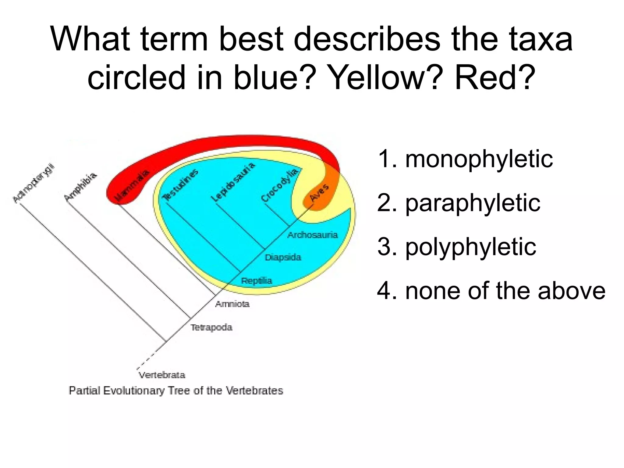 What term best describes the taxa
 circled in blue? Yellow? Red?

                    1. monophyletic
                    2. paraphyletic
                    3. polyphyletic
                    4. none of the above
 