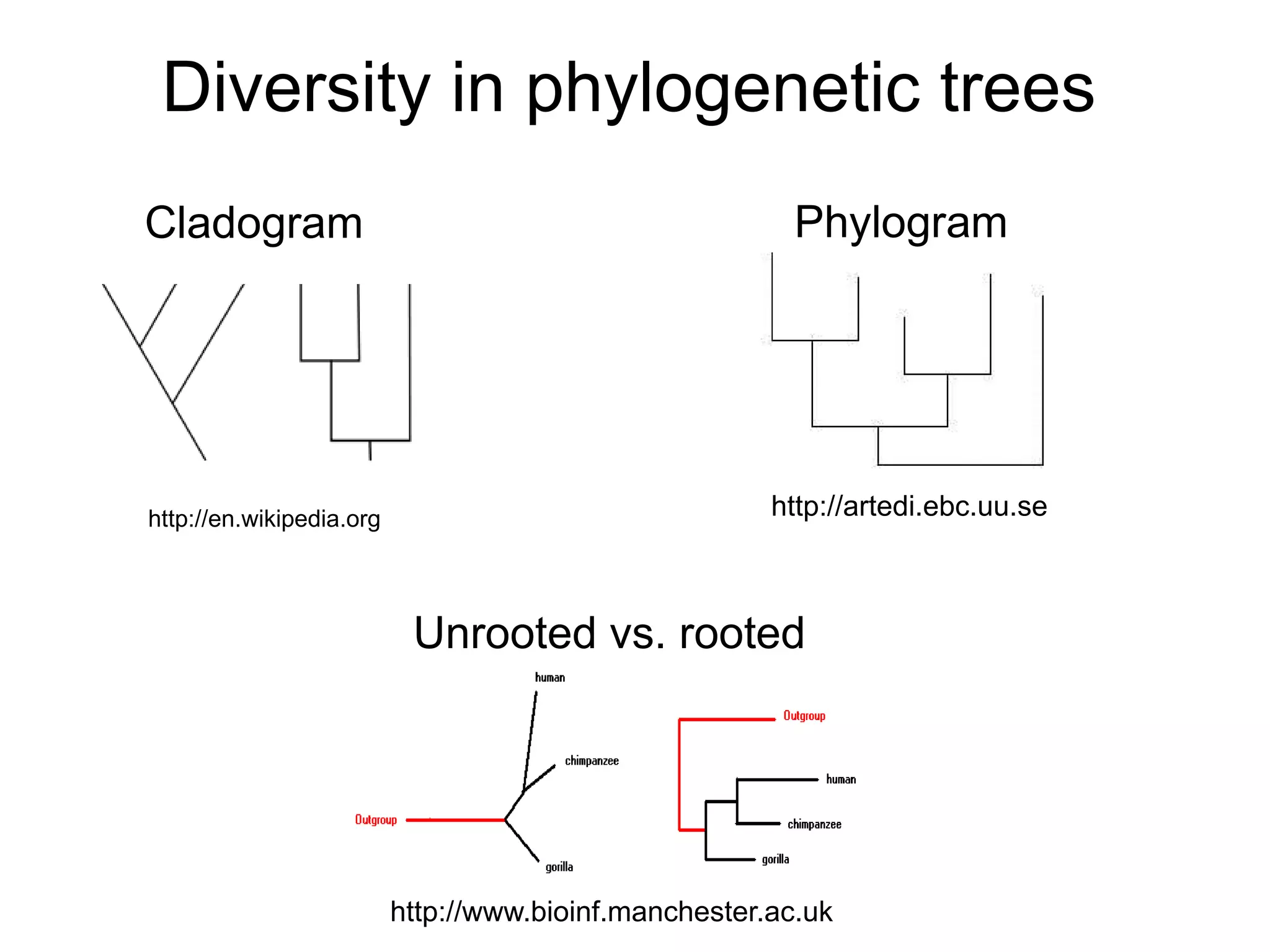 Diversity in phylogenetic trees
Cladogram                                                Phylogram




http://en.wikipedia.org                                http://artedi.ebc.uu.se



                           Unrooted vs. rooted




                          http://www.bioinf.manchester.ac.uk
 