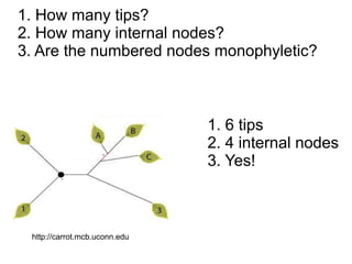 1. How many tips?
2. How many internal nodes?
3. Are the numbered nodes monophyletic?



                               1. 6 tips
                               2. 4 internal nodes
                               3. Yes!



 http://carrot.mcb.uconn.edu
 