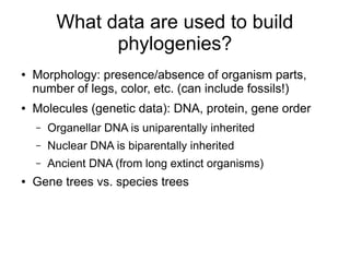 What data are used to build
               phylogenies?
●   Morphology: presence/absence of organism parts,
    number of legs, color, etc. (can include fossils!)
●   Molecules (genetic data): DNA, protein, gene order
    –   Organellar DNA is uniparentally inherited
    –   Nuclear DNA is biparentally inherited
    –   Ancient DNA (from long extinct organisms)
●   Gene trees vs. species trees
 