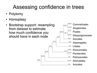 Assessing confidence in trees
●   Polytomy
●   Homoplasy
●   Bootstrap support: resampling   Commelinales
    from dataset to estimate        Zingiberales
    how much confidence you         Poales
                                    Dasypogonaceae
    should have in each node
                                    Arecales
                                    Asparagales
                                    Liliales
                                    Dioscoreales
                                    Pandanales
                                    Petrosaviales
                                    Alismatales
                                    Acorales
 
