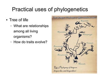Practical uses of phylogenetics
●   Tree of life
    –   What are relationships
        among all living
        organisms?
    –   How do traits evolve?
 