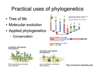 Practical uses of phylogenetics
●   Tree of life
●   Molecular evolution
●   Applied phylogenetics
    –   Conservation




                               http://evolution.berkeley.edu
 