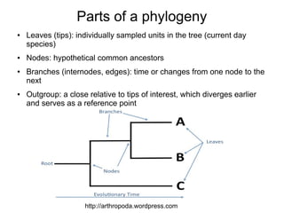 Parts of a phylogeny
●   Leaves (tips): individually sampled units in the tree (current day
    species)
●   Nodes: hypothetical common ancestors
●   Branches (internodes, edges): time or changes from one node to the
    next
●   Outgroup: a close relative to tips of interest, which diverges earlier
    and serves as a reference point




                     http://arthropoda.wordpress.com
 