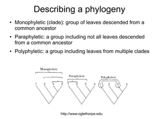 Describing a phylogeny
●   Monophyletic (clade): group of leaves descended from a
    common ancestor
●   Paraphyletic: a group including not all leaves descended
    from a common ancestor
●   Polyphyletic: a group including leaves from multiple clades




                        http://www.oglethorpe.edu
 