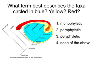 What term best describes the taxa
 circled in blue? Yellow? Red?

                    1. monophyletic
                    2. paraphyletic
                    3. polyphyletic
                    4. none of the above
 