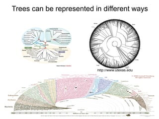 Trees can be represented in different ways




                          http://www.utexas.edu
 