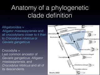 Anatomy of a phylogenetic
clade deﬁnition
Alligatoroidea = 
Alligator mississippiensis and
all crocodylians closer to it t...