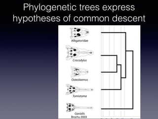 Phylogenetic trees express
hypotheses of common descent
Brochu 2003
 