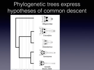 Phylogenetic trees express
hypotheses of common descent
Brochu 2003
 