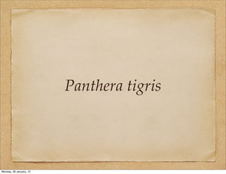 Panthera tigris




Monday, 28 January, 13
 