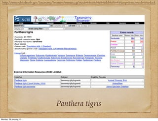 http://www.ncbi.nlm.nih.gov/Taxonomy/Browser/wwwtax.cgi?mode=Info&id=9694&lvl=3&lin=f&keep=1&srchmode=1&unlock




                                       Panthera tigris
Monday, 28 January, 13
 