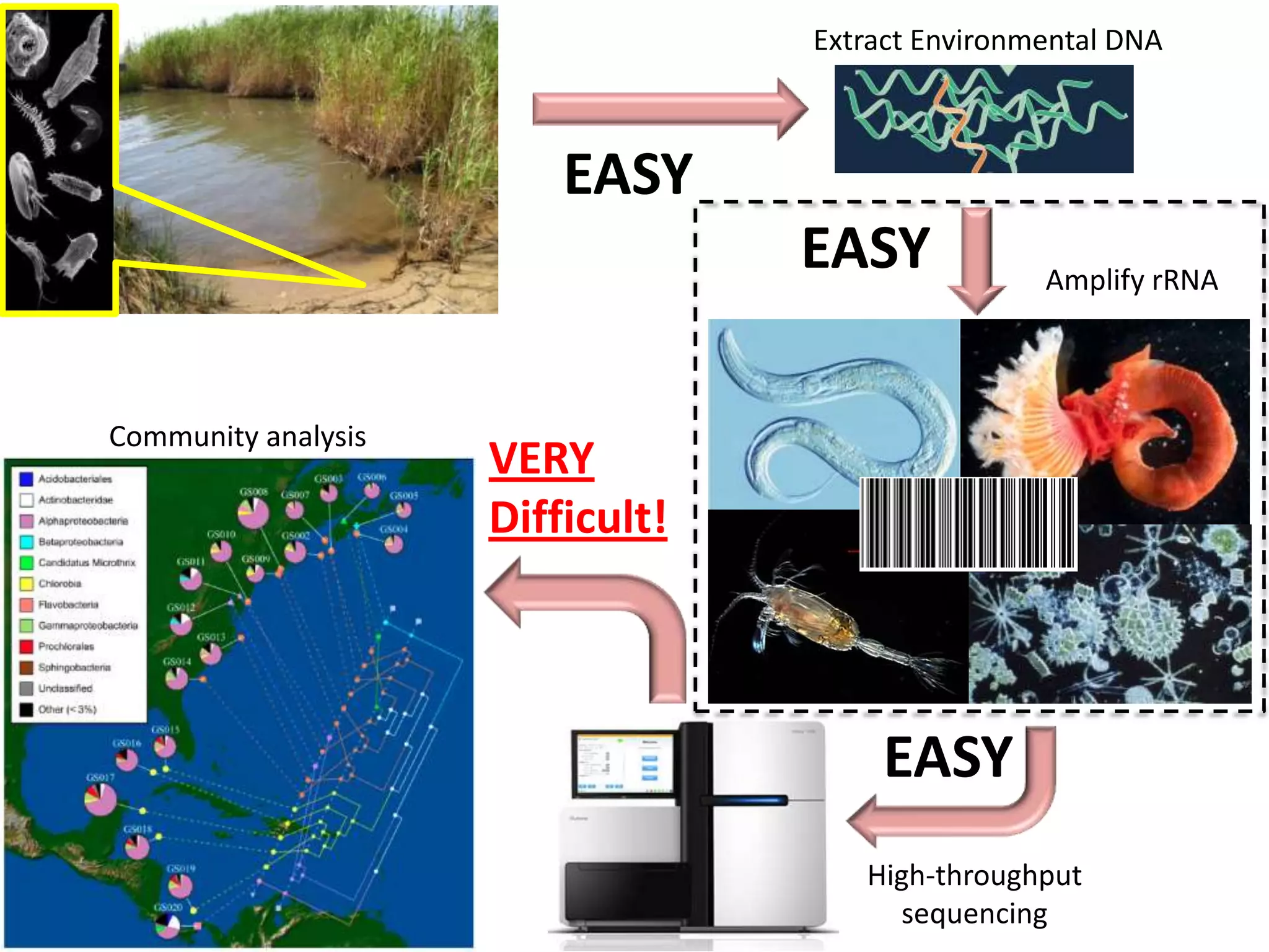 Extract Environmental DNA



                             EASY
                                      EASY            Amplify rRNA
  Diverse marine community


Community analysis
                         VERY
                         Difficult!



                                           EASY
                                         High-throughput
                                           sequencing
 