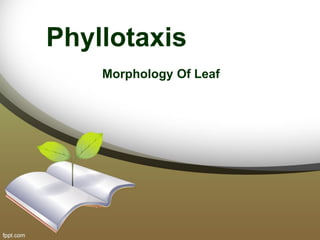 Phyllotaxis
Morphology Of Leaf
 