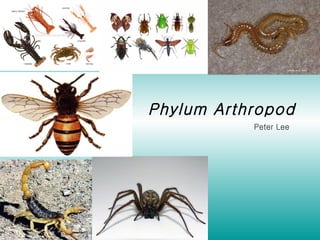 Phylum Arthropod Peter Lee 