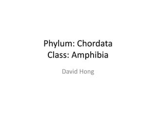 Phylum: Chordata
 Class: Amphibia
    David Hong
 