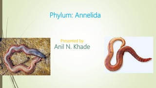 Phylum Annelida Hirudinaria