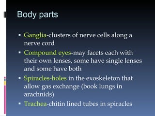 Body parts Ganglia -clusters of nerve cells along a nerve cord Compound eyes -may facets each with their own lenses, some have single lenses and some have both Spiracles-holes  in the exoskeleton that allow gas exchange (book lungs in arachnids) Trachea -chitin lined tubes in spiracles 