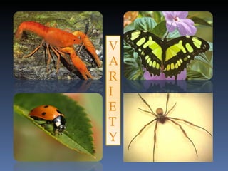 Phylum Arthropoda Examples With Pictures And Names