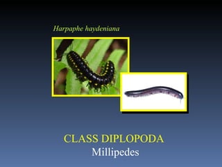 CLASS DIPLOPODA  Millipedes Harpaphe haydeniana   