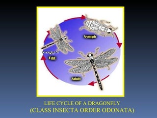 LIFE CYCLE OF A DRAGONFLY (CLASS INSECTA ORDER ODONATA) 