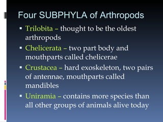 Four SUBPHYLA of Arthropods Trilobita –  thought to be the oldest arthropods Chelicerata –  two part body and mouthparts called chelicerae Crustacea –  hard exoskeleton, two pairs of antennae, mouthparts called mandibles Uniramia –  contains more species than all other groups of animals alive today 