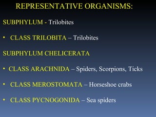 SUBPHYLUM -  Trilobites CLASS TRILOBITA  – Trilobites SUBPHYLUM CHELICERATA  CLASS ARACHNIDA  – Spiders, Scorpions, Ticks CLASS MEROSTOMATA  – Horseshoe crabs CLASS PYCNOGONIDA  – Sea spiders REPRESENTATIVE ORGANISMS:   