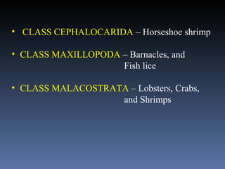 CLASS CEPHALOCARIDA  – Horseshoe shrimp CLASS MAXILLOPODA  – Barnacles, and Fish lice CLASS MALACOSTRATA  – Lobsters, Crabs,  and Shrimps 