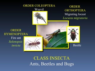 CLASS INSECTA Ants, Beetles and Bugs ORDER HYMENOPTERA Fire ant Solenopsis  invicta ORDER  ORTHOPTERA Migrating locust Locusta migratoria ORDER COLEOPTERA Weevil Beetle 