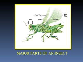 MAJOR PARTS OF AN INSECT 