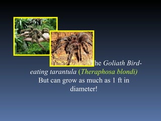 The  Goliath Bird-eating tarantula   ( Theraphosa blondi)   But  can grow as much as 1 ft in diameter! 
