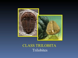 CLASS TRILOBITA   Trilobites 