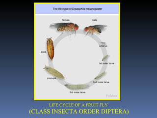 LIFE CYCLE OF A FRUIT FLY  (CLASS INSECTA ORDER DIPTERA) 