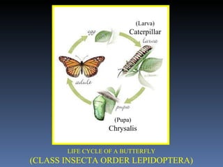 LIFE CYCLE OF A BUTTERFLY (CLASS INSECTA ORDER LEPIDOPTERA) (Larva)  Caterpillar (Pupa)  Chrysalis 