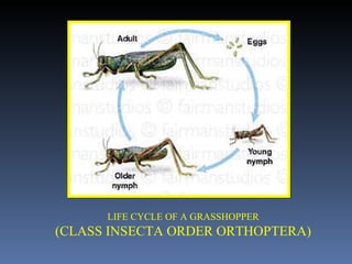LIFE CYCLE OF A GRASSHOPPER (CLASS INSECTA ORDER ORTHOPTERA) 