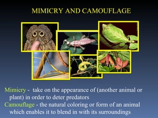 MIMICRY AND CAMOUFLAGE Mimicry  -  take on the appearance of (another animal or plant) in order to deter predators Camouflage  - the natural coloring or form of an animal which enables it to blend in with its surroundings 