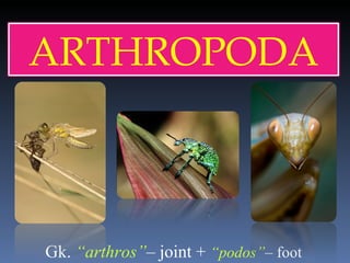 Gk.  “arthros” –  joint +  “podos” –  foot ARTHROPODA 