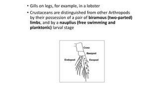 • Gills on legs, for example, in a lobster
• Crustaceans are distinguished from other Arthropods
by their possession of a pair of biramous (two-parted)
limbs, and by a nauplius (free swimming and
planktonic) larval stage
 