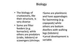 Biology
• The biology of
crustaceans, like
their structure, is
very diverse
• Some are filter
feeders (e.g.
barnacles), while
others are predators
(crabs, lobsters) or
scavengers (shrimps
•Some are planktonic
and have appendages
for Swimming (e.g.
copepods) while
others are bottom
dwellers with walking
legs (lobsters)
•Larval development is
variable
 