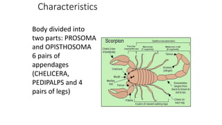 Characteristics
Body divided into
two parts: PROSOMA
and OPISTHOSOMA
6 pairs of
appendages
(CHELICERA,
PEDIPALPS and 4
pairs of legs)
 