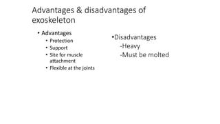 Advantages & disadvantages of
exoskeleton
• Advantages
• Protection
• Support
• Site for muscle
attachment
• Flexible at the joints
•Disadvantages
-Heavy
-Must be molted
 