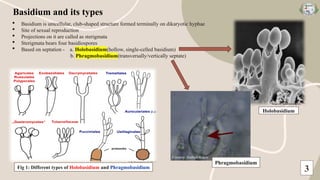 Phylum Basidiomycota: Diversity, Characteristics and Life Cycle | PPTX