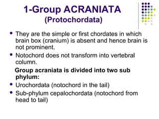 phylum-chordata-and-protochordates (1).ppt