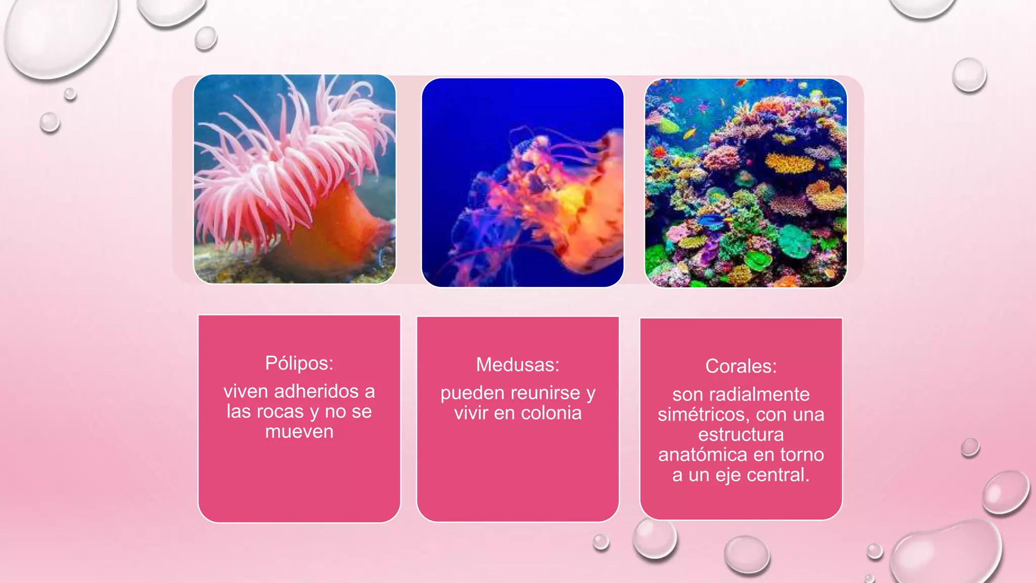Pólipos:
viven adheridos a
las rocas y no se
mueven
Medusas:
pueden reunirse y
vivir en colonia
Corales:
son radialmente
simétricos, con una
estructura
anatómica en torno
a un eje central.
 