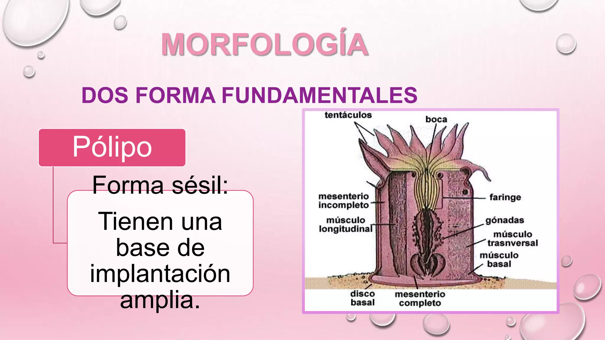 MORFOLOGÍA
DOS FORMA FUNDAMENTALES
Pólipo
Forma sésil:
Tienen una
base de
implantación
amplia.
 