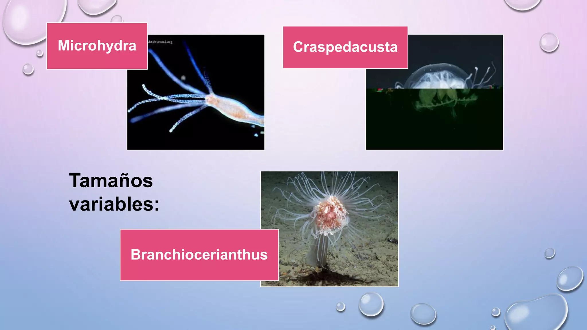 Microhydra Craspedacusta
Branchiocerianthus
Tamaños
variables:
 