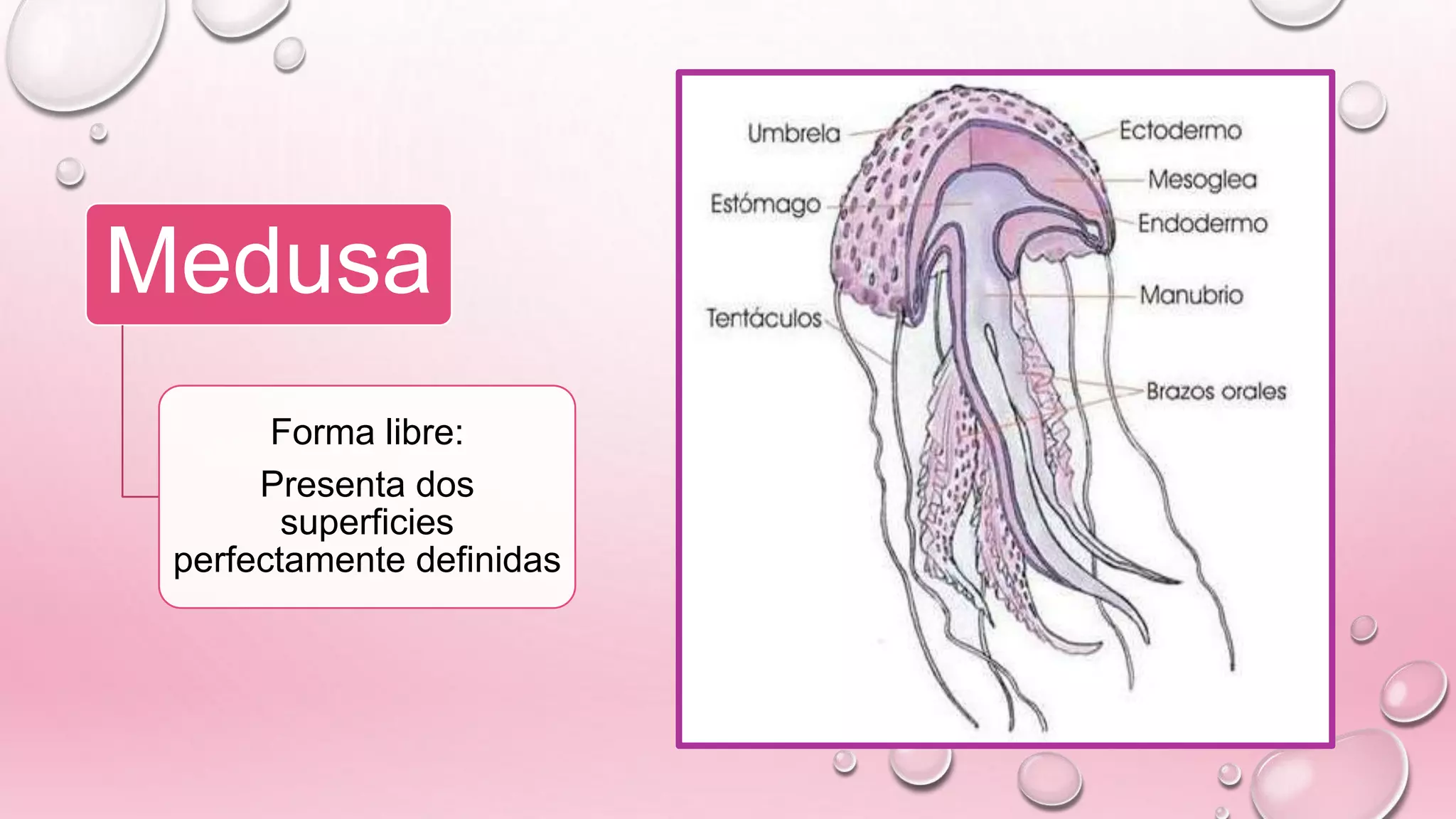 Medusa
Forma libre:
Presenta dos
superficies
perfectamente definidas
 